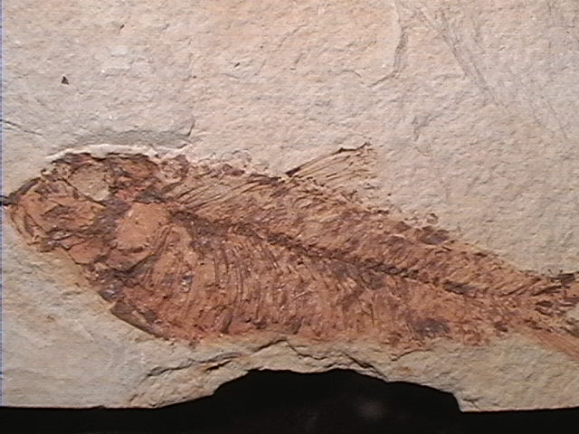 Fossil - Fish - Knightia - 120mm - Click Image to Close